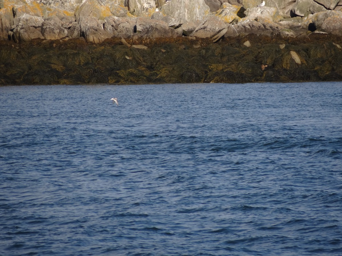 Arctic Tern - ML161936081