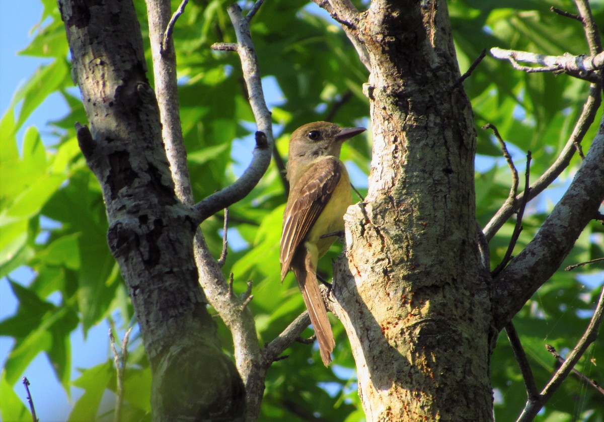 Great Crested Flycatcher - ML161941581