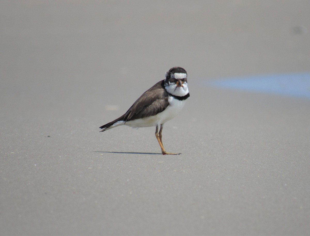 Semipalmated Plover - ML161941741
