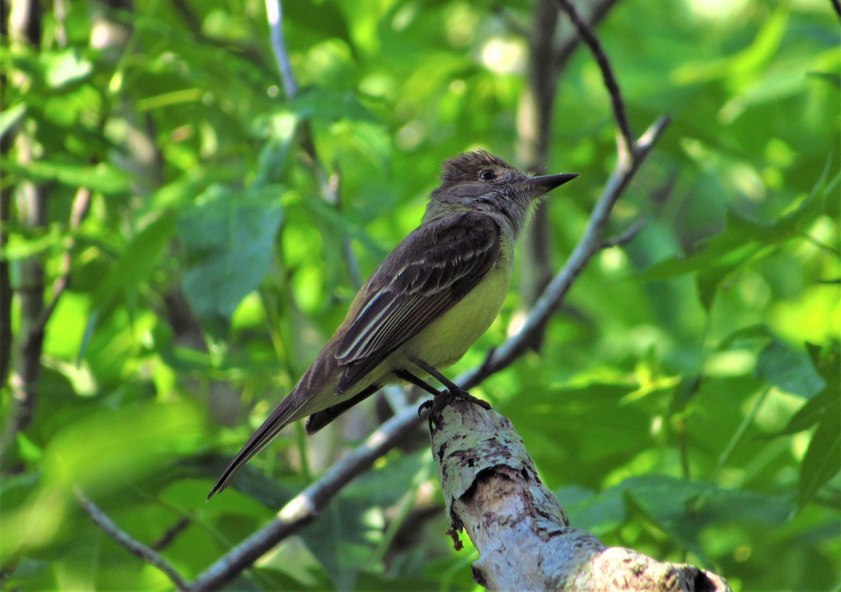 Great Crested Flycatcher - ML161941771