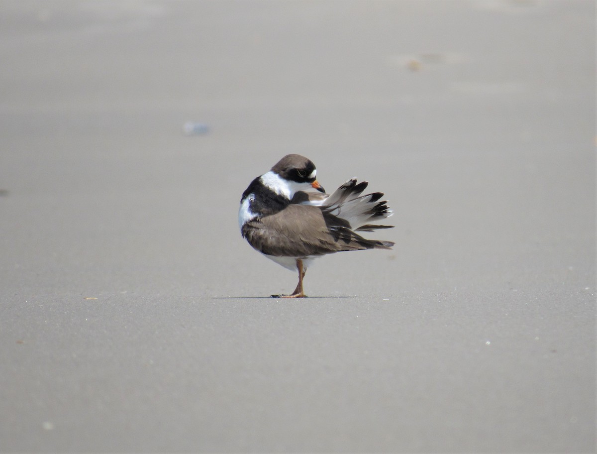 Semipalmated Plover - ML161941831