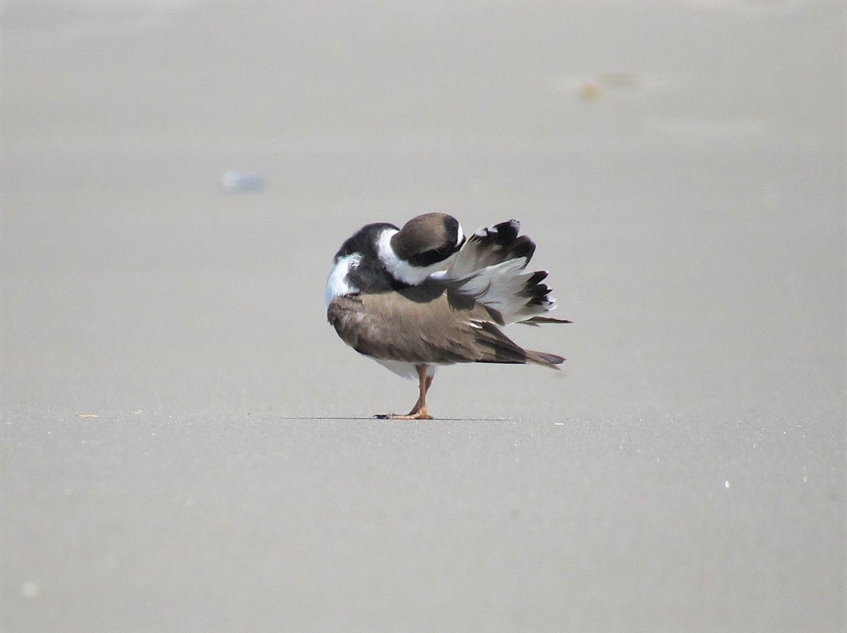 Semipalmated Plover - ML161942031