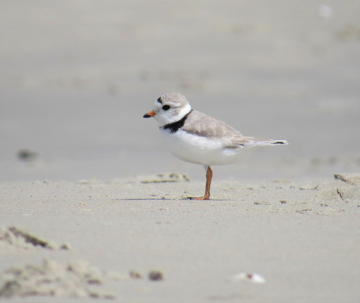 Piping Plover - ML161942261