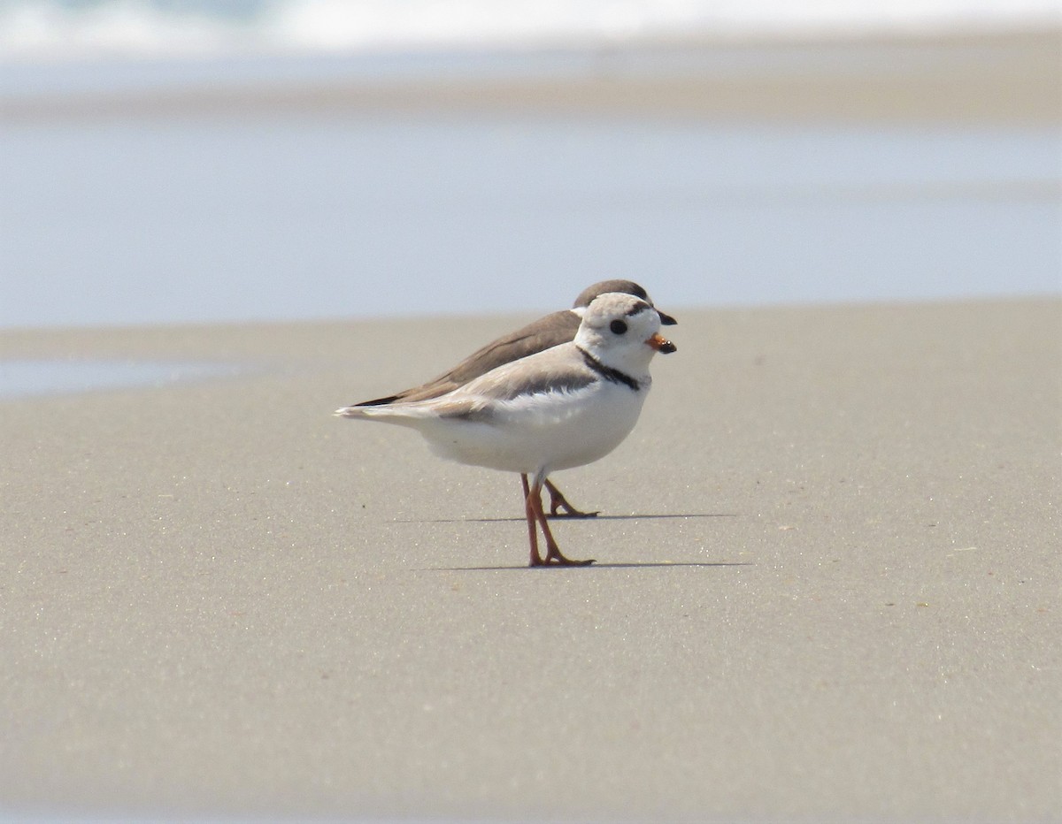 Piping Plover - ML161942511