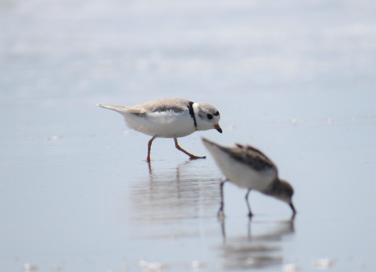 Piping Plover - ML161942611