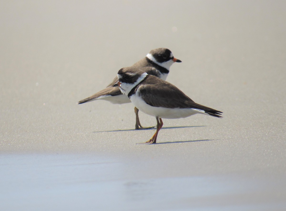 Semipalmated Plover - ML161942671