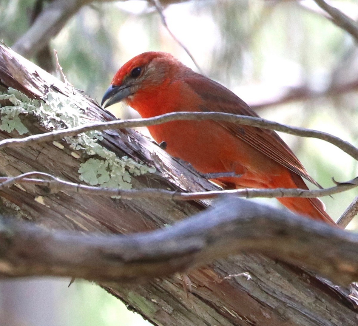 Hepatic Tanager - ML161944891