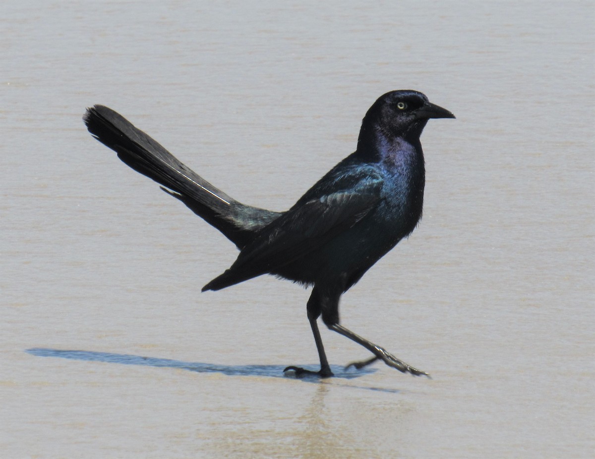 Boat-tailed Grackle - ML161945271