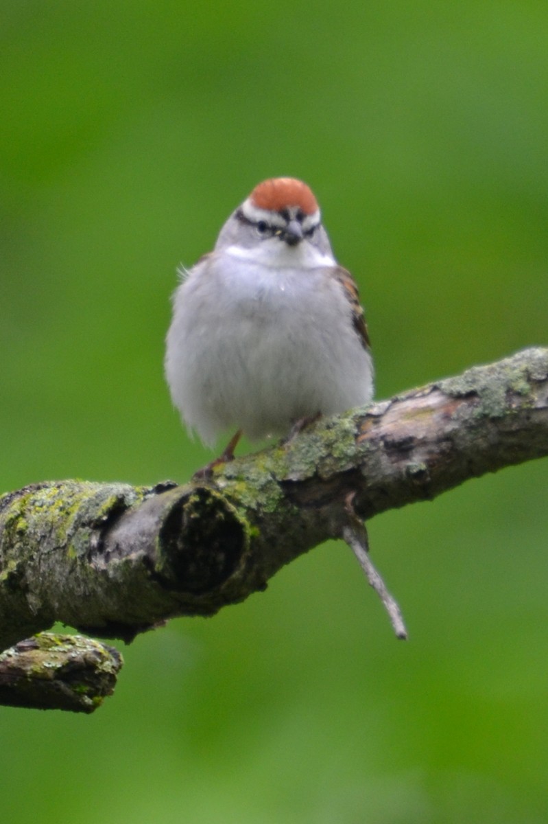 Chipping Sparrow - ML161949581