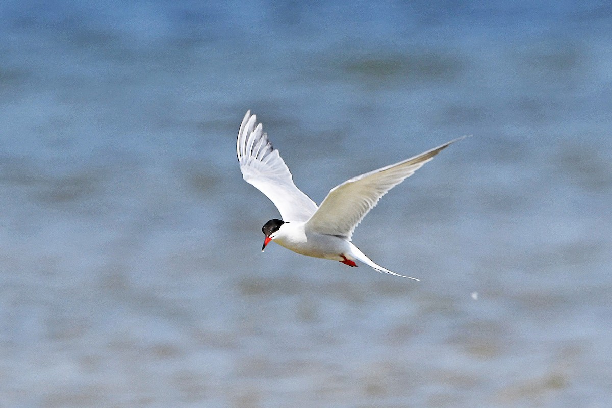 Common Tern - Chris Rees
