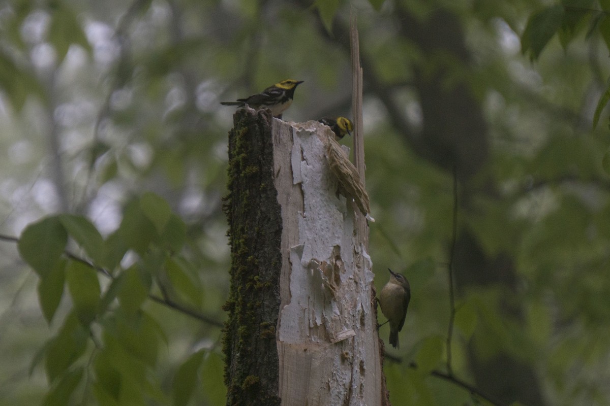 Black-throated Green Warbler - Joey Negreann