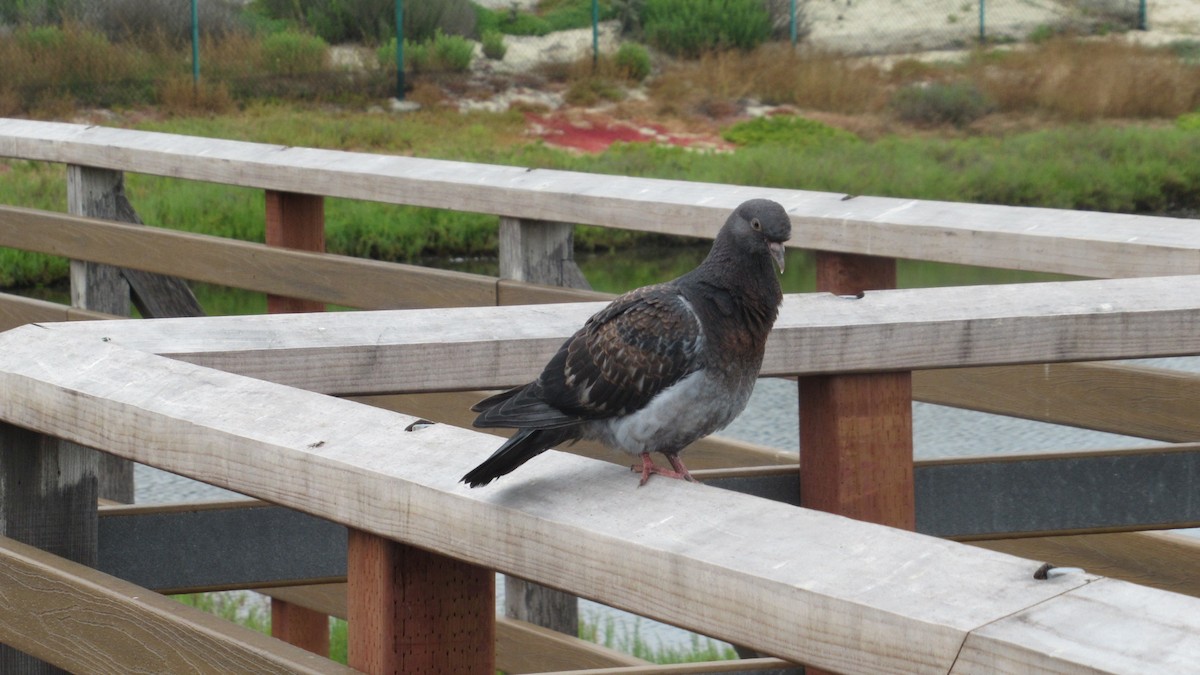 Rock Pigeon (Feral Pigeon) - ML161960611