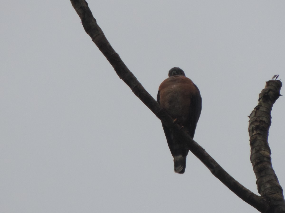 Double-toothed Kite - Hector Cadena