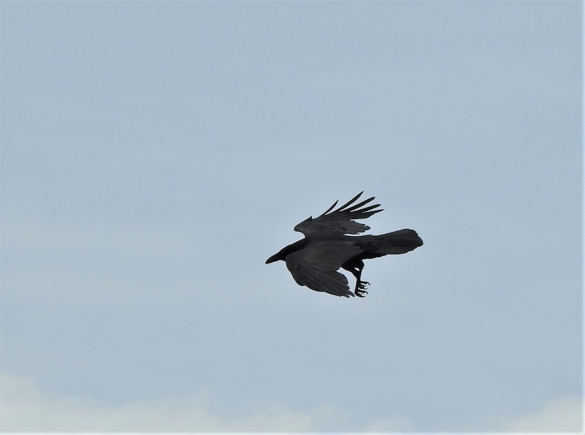 Common Raven - ML161966511