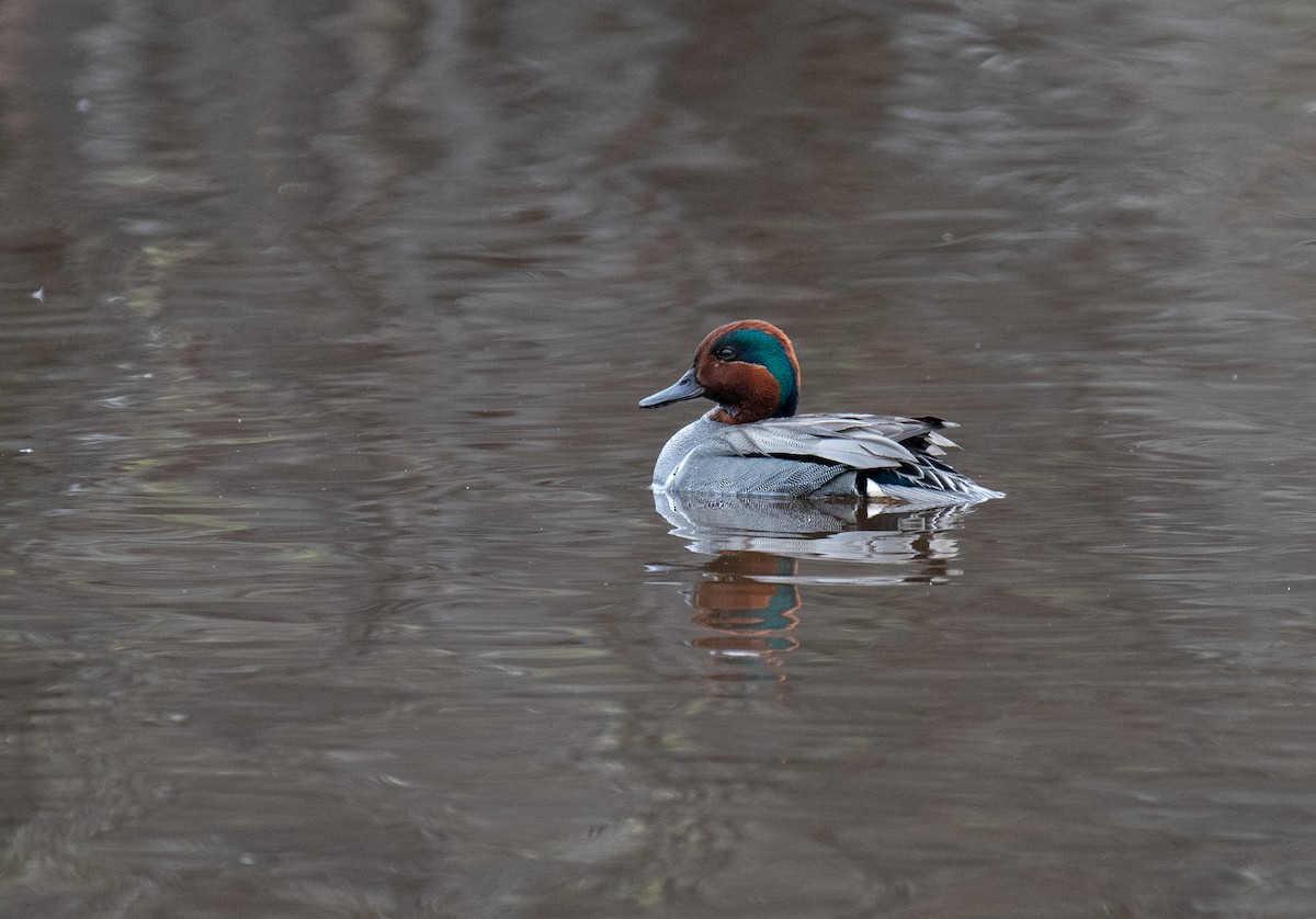 Green-winged Teal - ML161977331