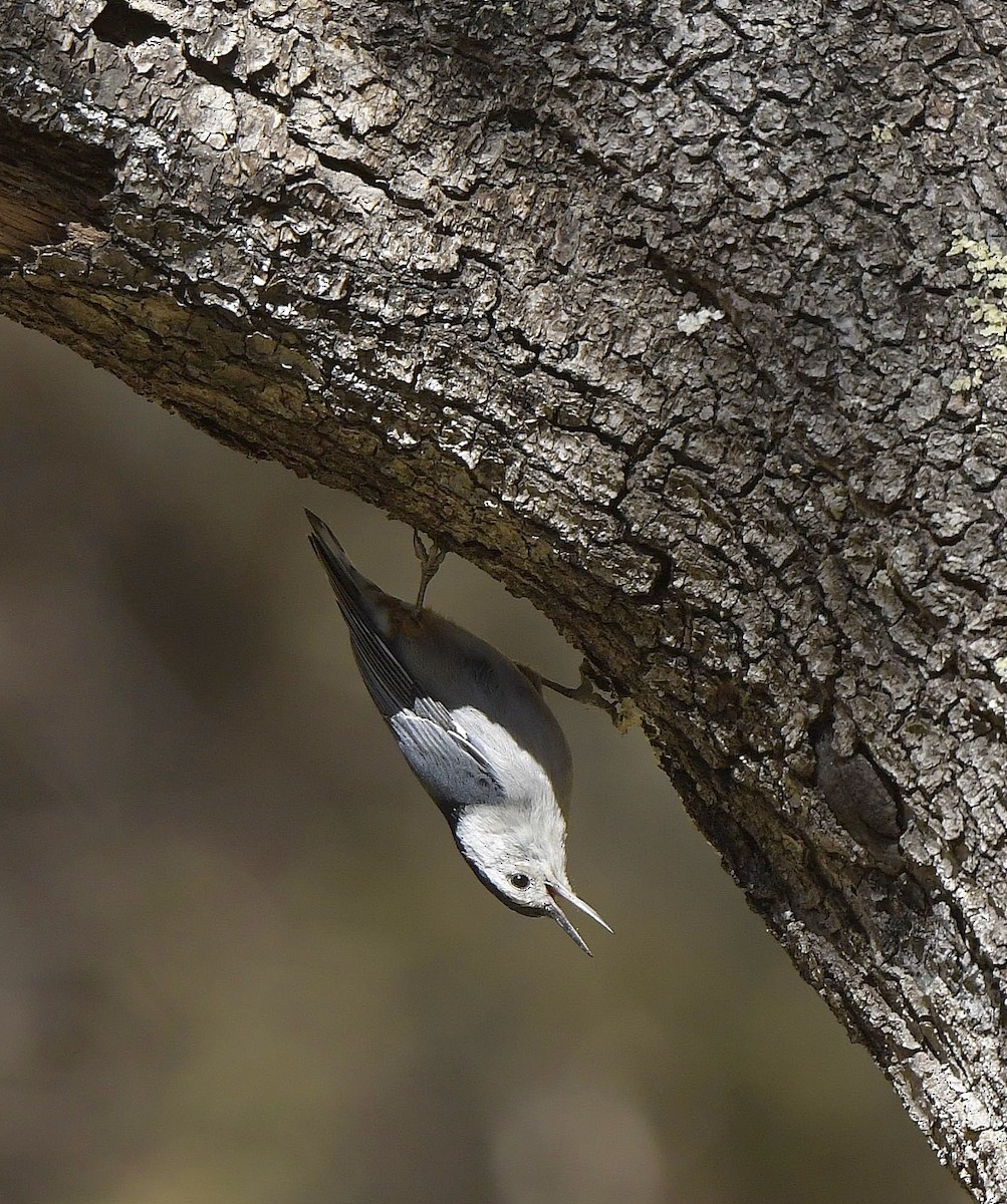 White-breasted Nuthatch - Paul Arneson