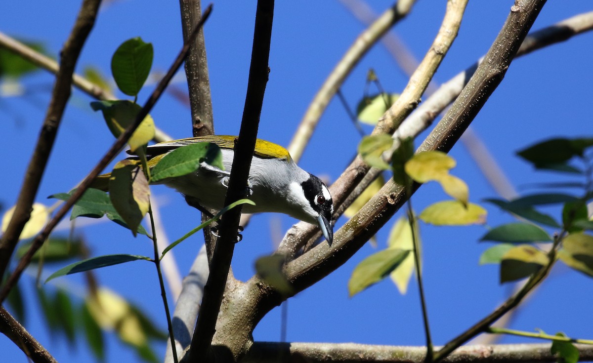 Black-crowned Palm-Tanager - ML161987421