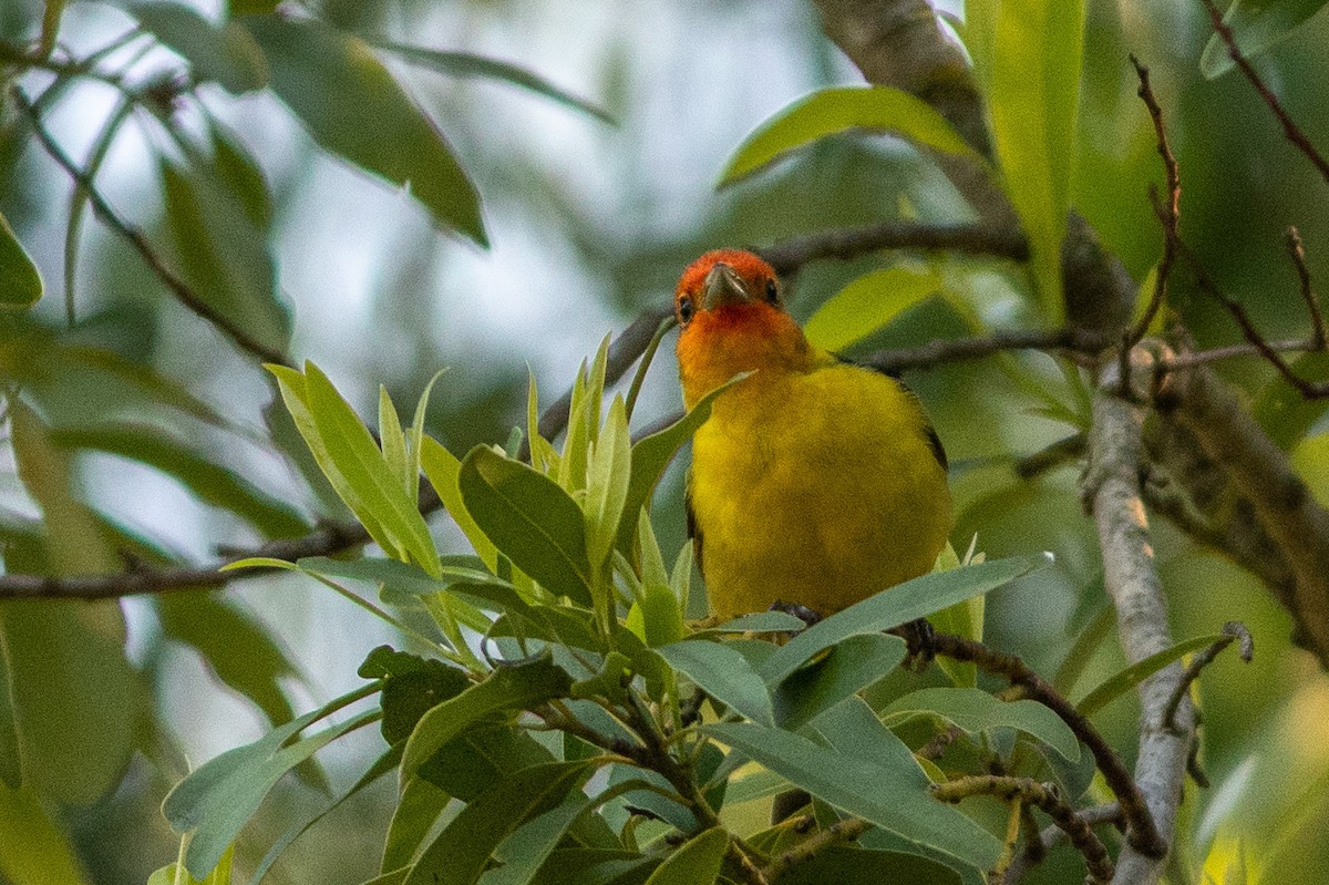 Western Tanager - ML161990671