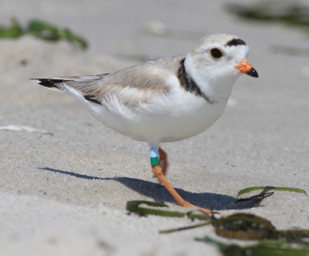 Piping Plover - ML161990961