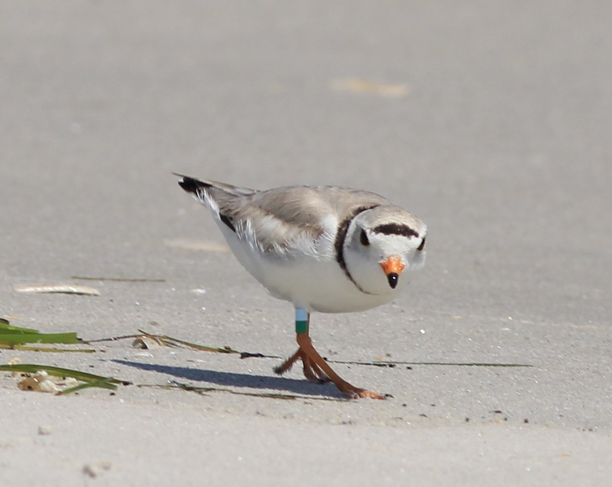 Piping Plover - ML161990971