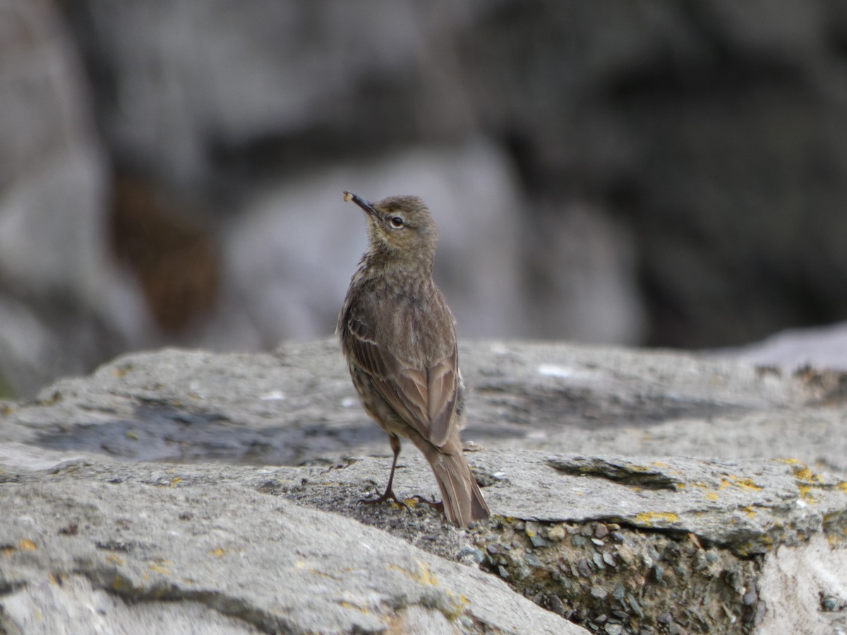 Meadow Pipit - ML161991721