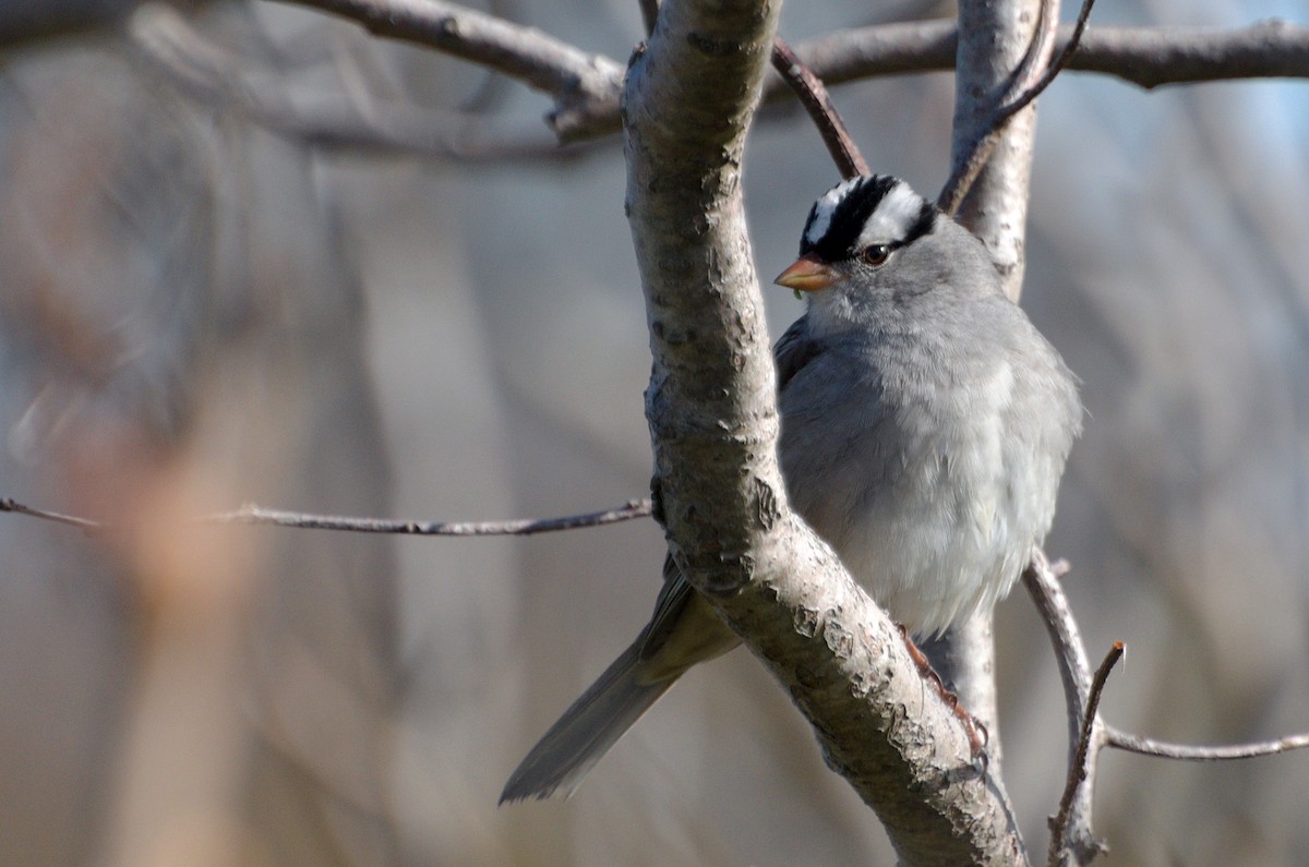 White-crowned Sparrow - Zeke Smith