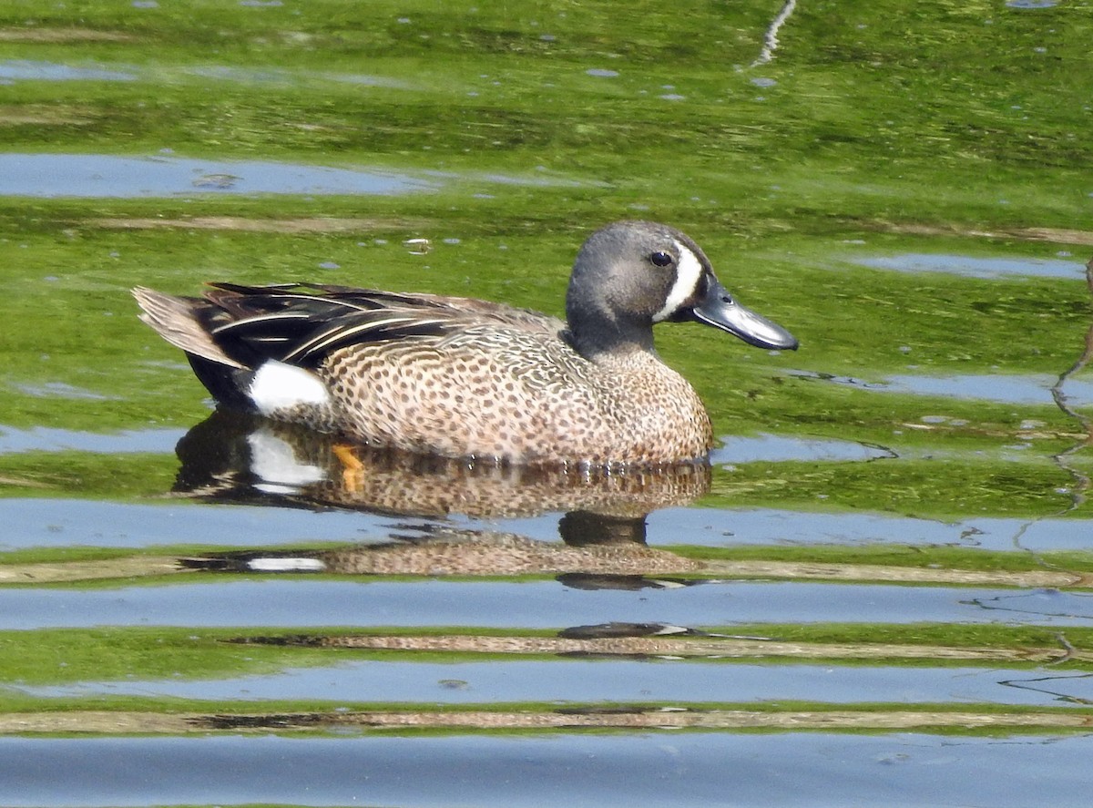 Blue-winged Teal - ML161997641