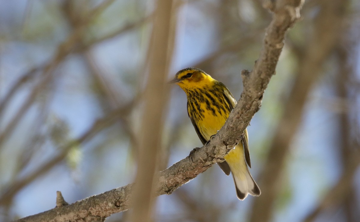 Cape May Warbler - ML161998631