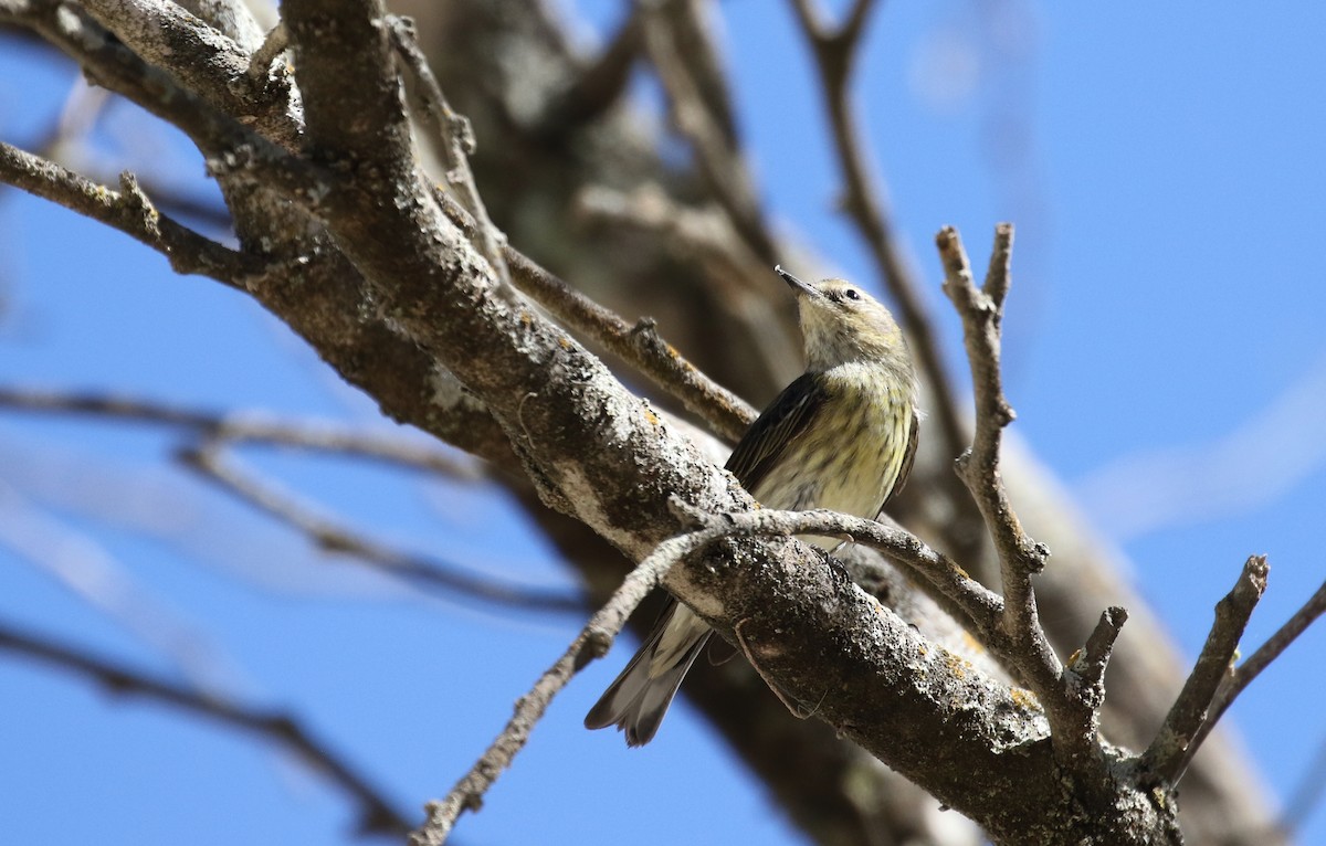 Cape May Warbler - ML161999011