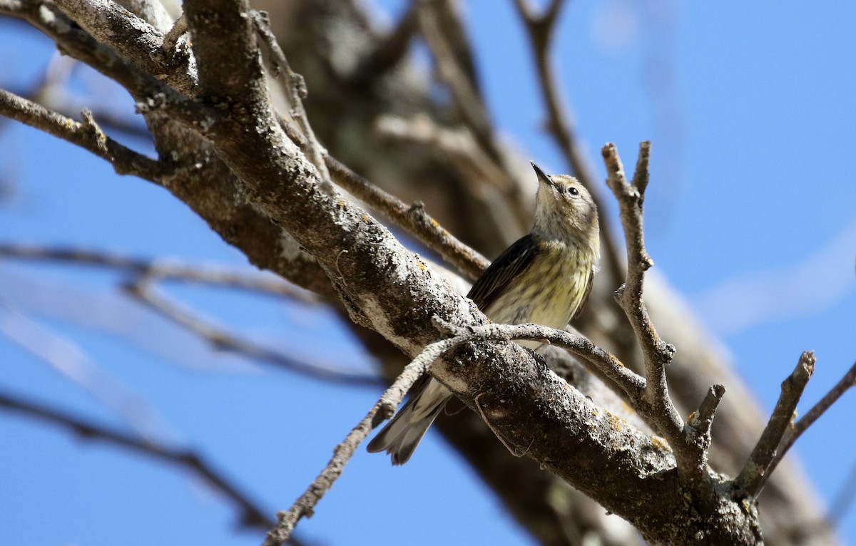 Cape May Warbler - ML161999021