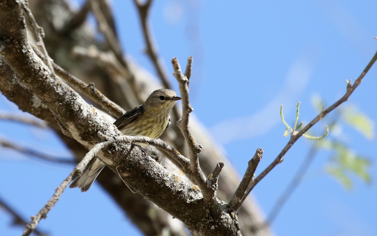 Cape May Warbler - ML161999031