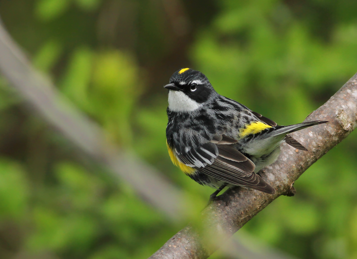 Yellow-rumped Warbler (Myrtle) - Andy Eckerson