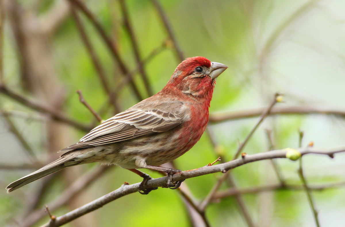 House Finch - Andy Eckerson