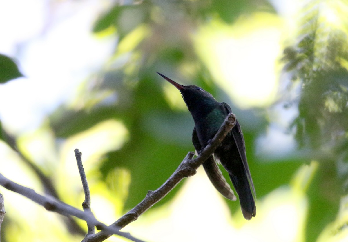 kolibřík haitský - ML162002951