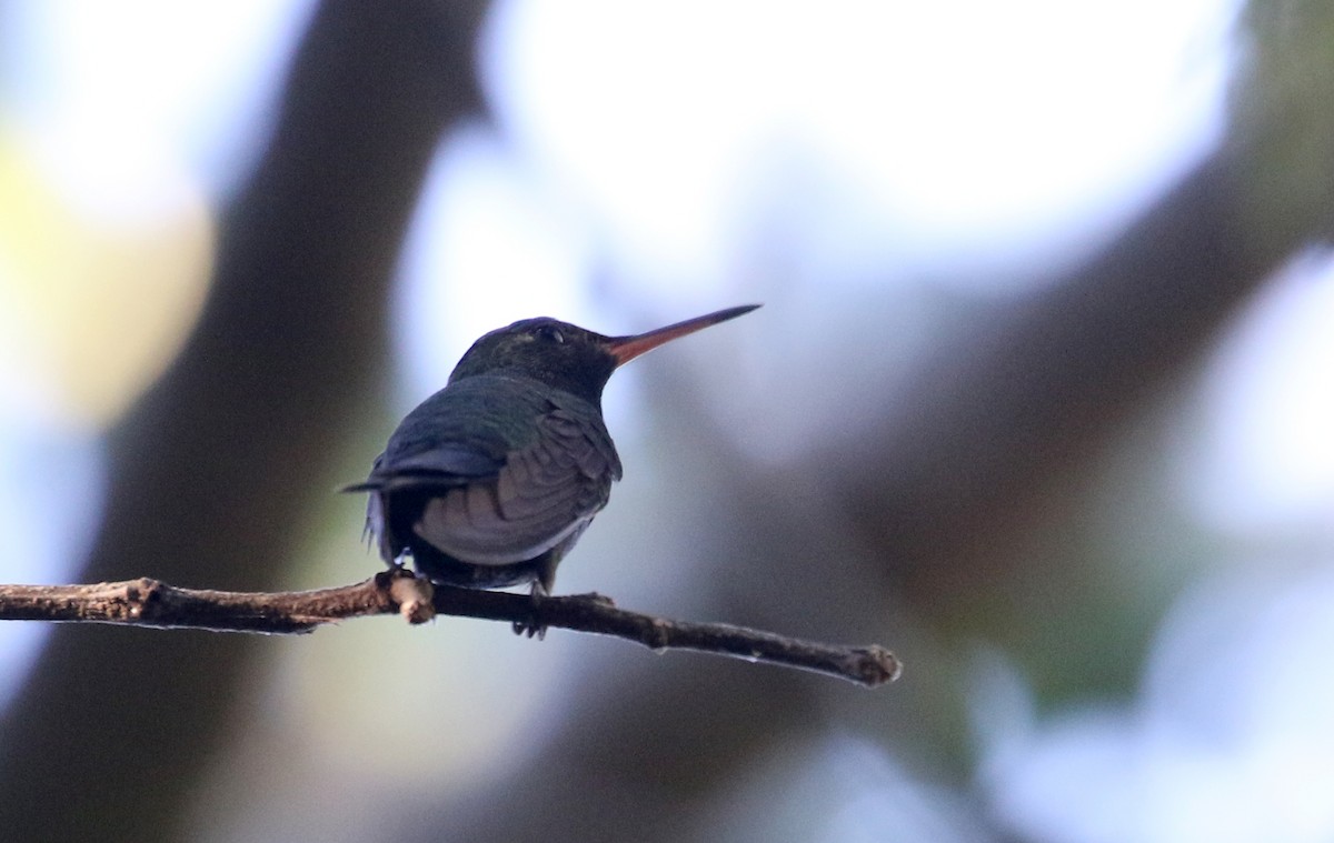 kolibřík haitský - ML162002961