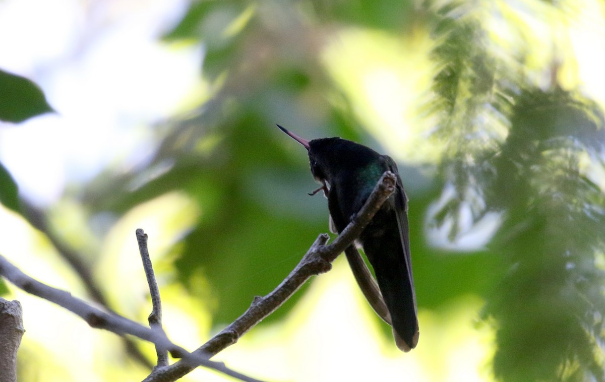 kolibřík haitský - ML162002971