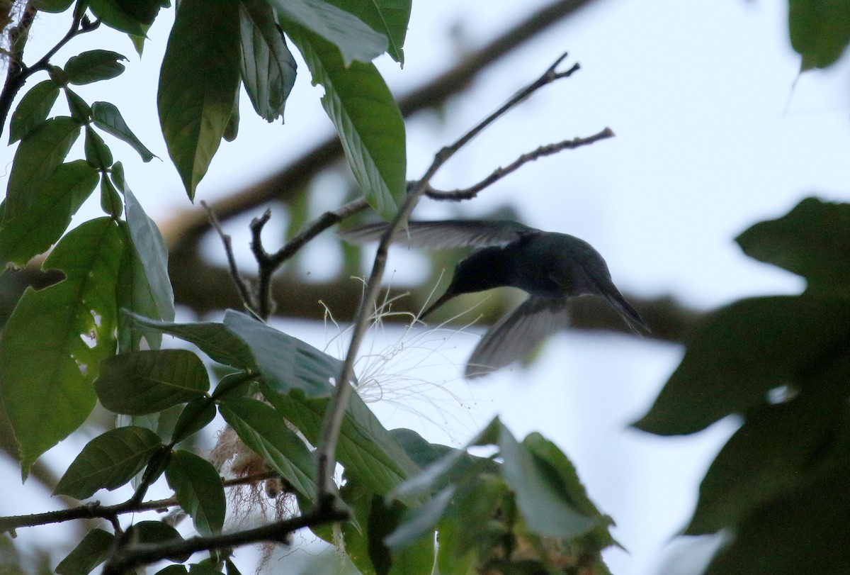 kolibřík haitský - ML162002991