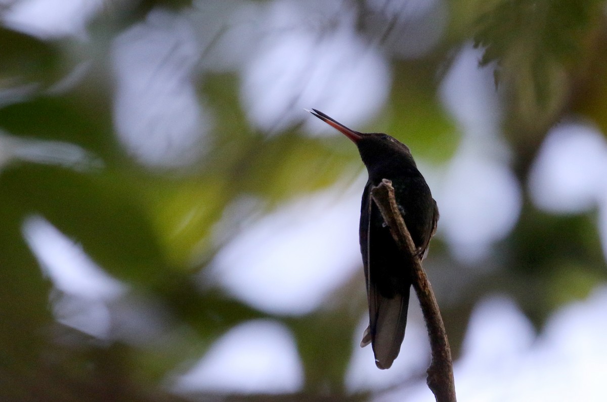 kolibřík haitský - ML162003021
