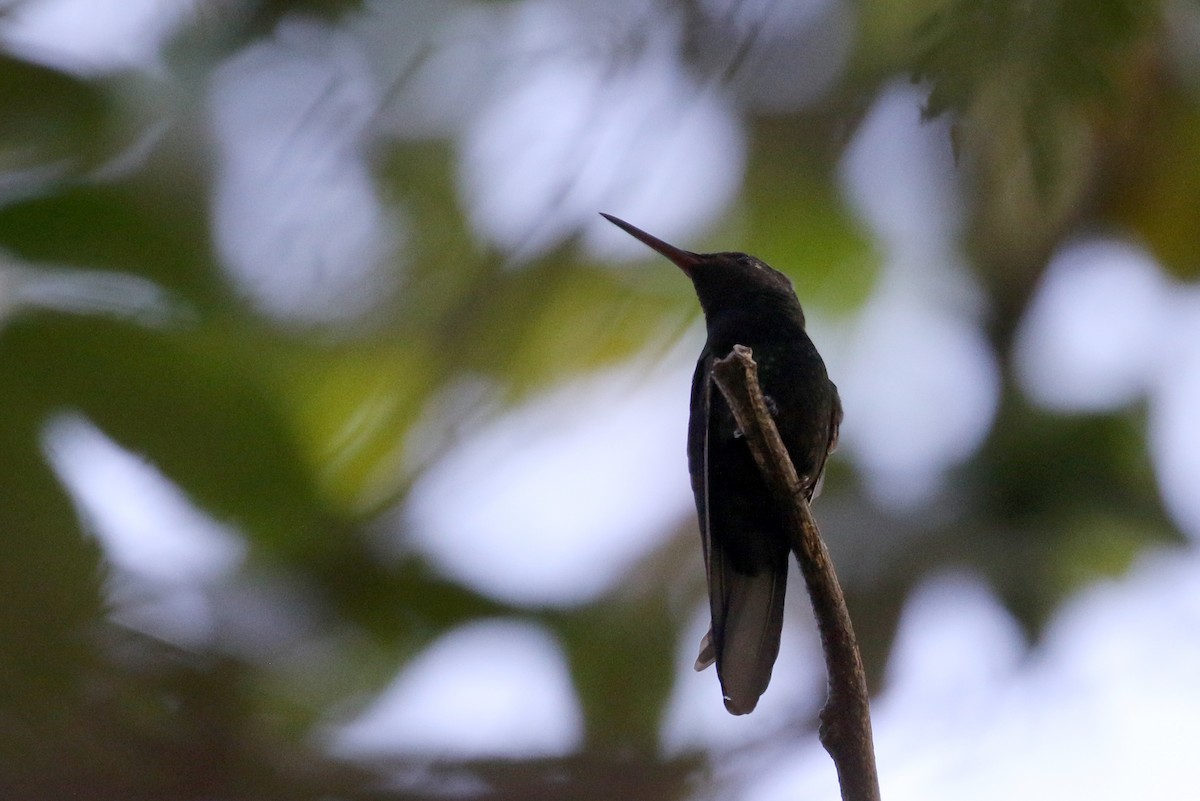 kolibřík haitský - ML162003041