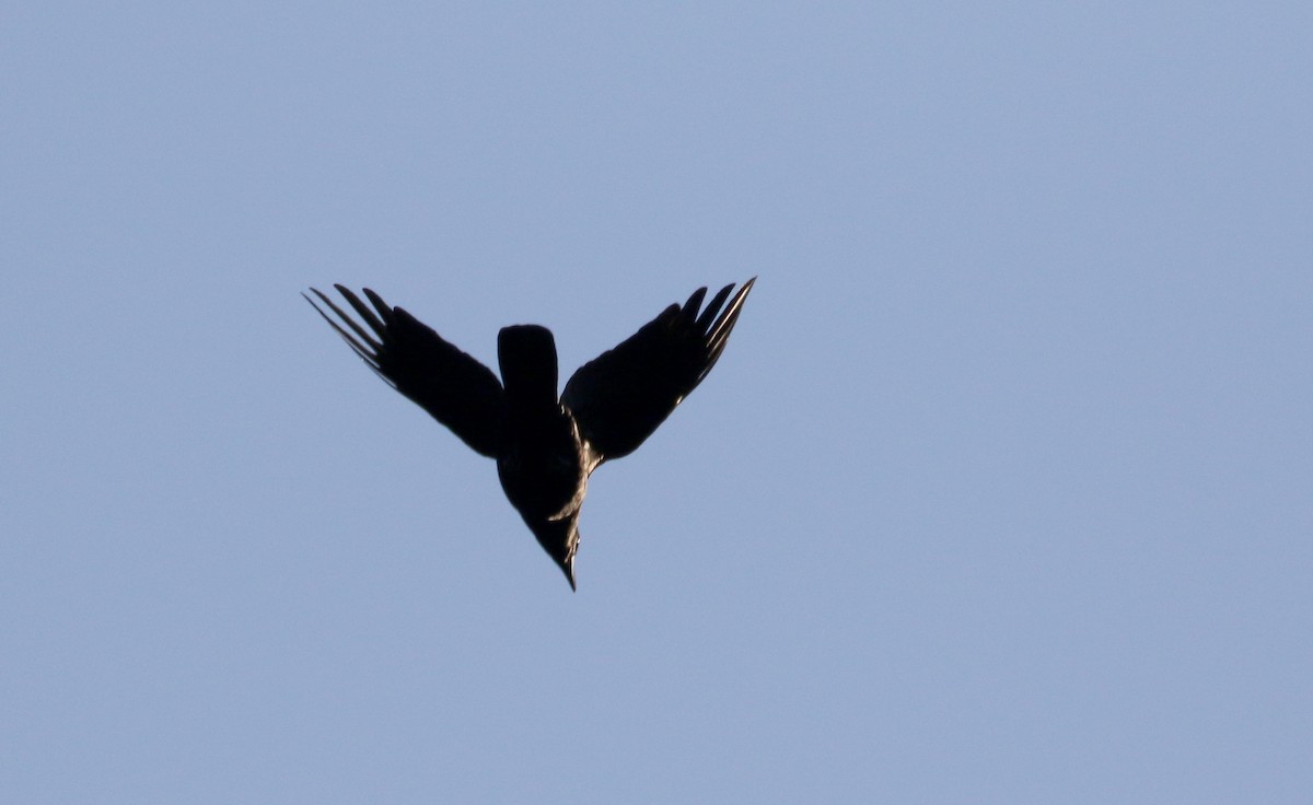 White-necked Crow - ML162003171