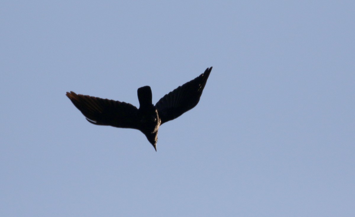 White-necked Crow - ML162003181