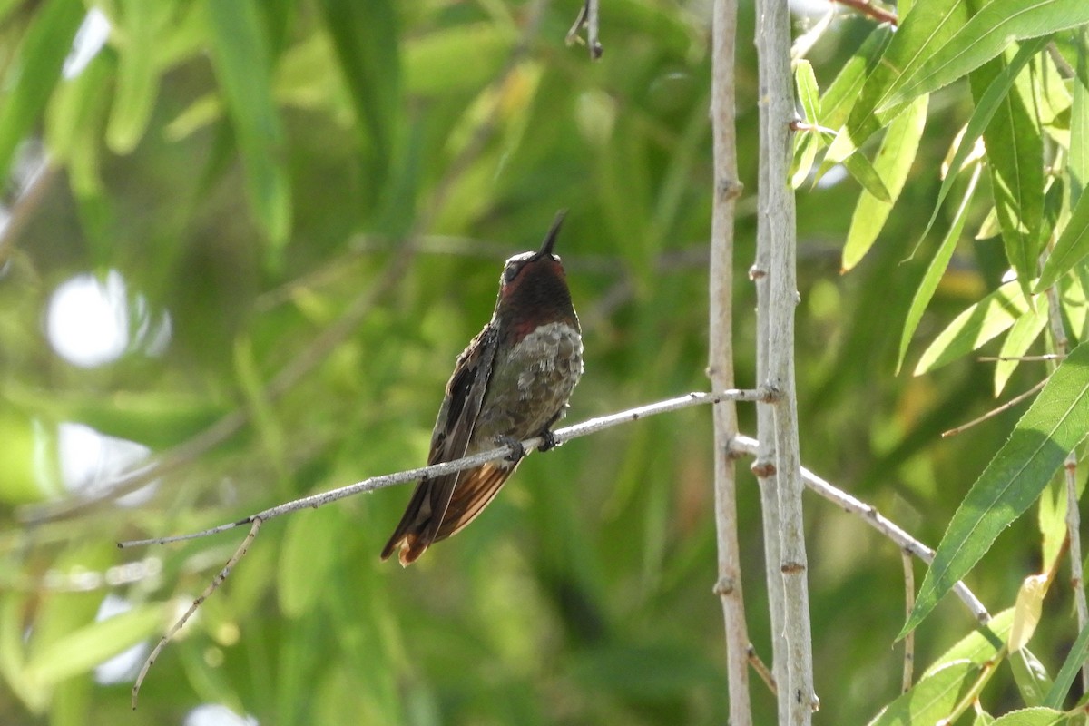 Anna's Hummingbird - ML162003421