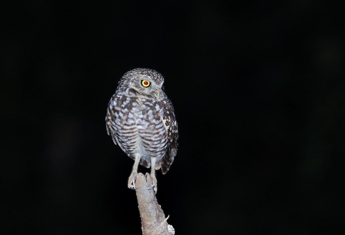 Burrowing Owl (guadeloupensis Group) - ML162004681