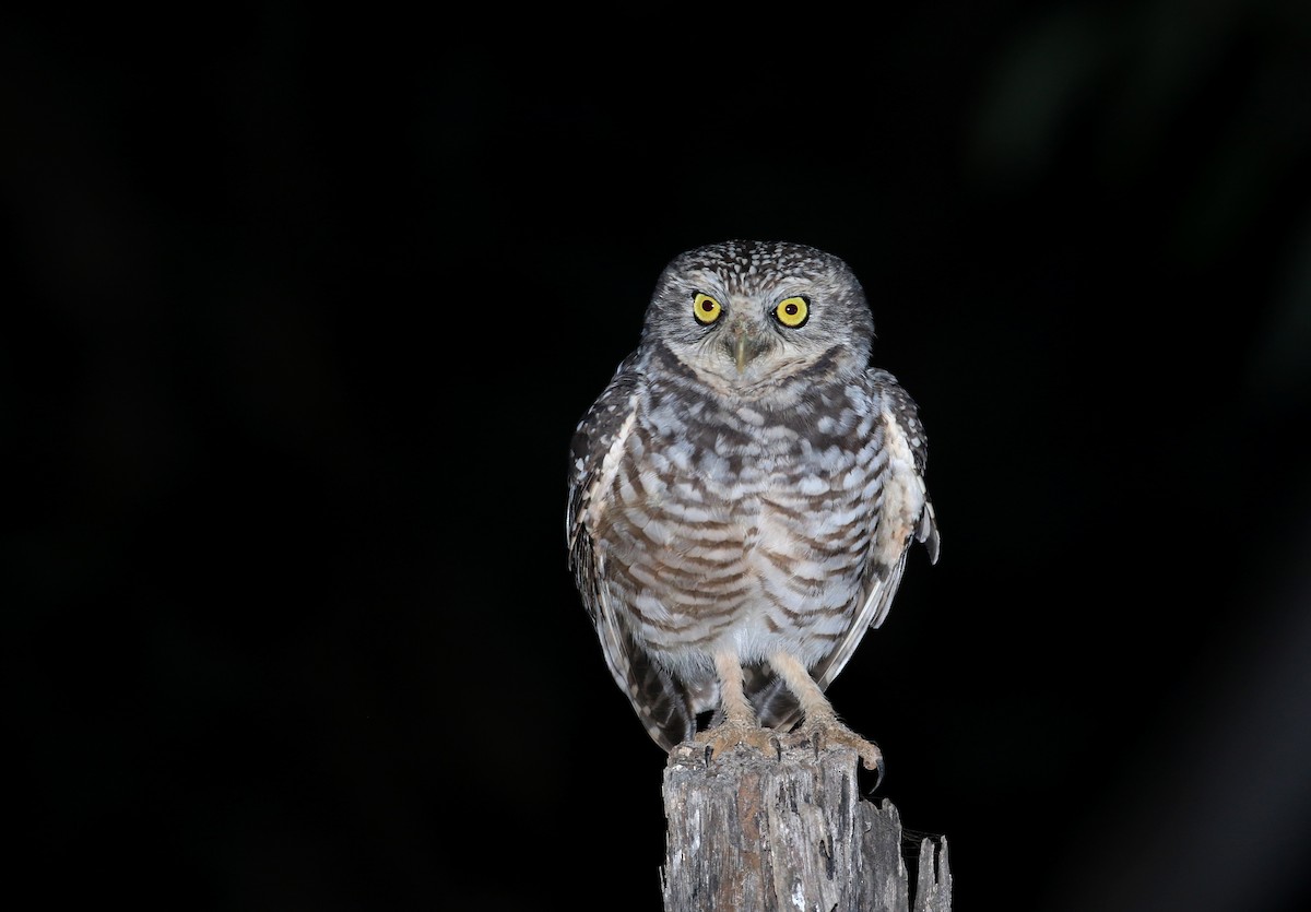 Burrowing Owl (guadeloupensis Group) - ML162004711