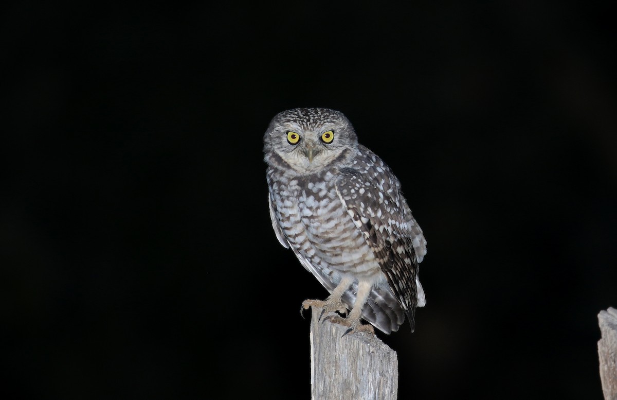 Burrowing Owl (guadeloupensis Group) - ML162004731