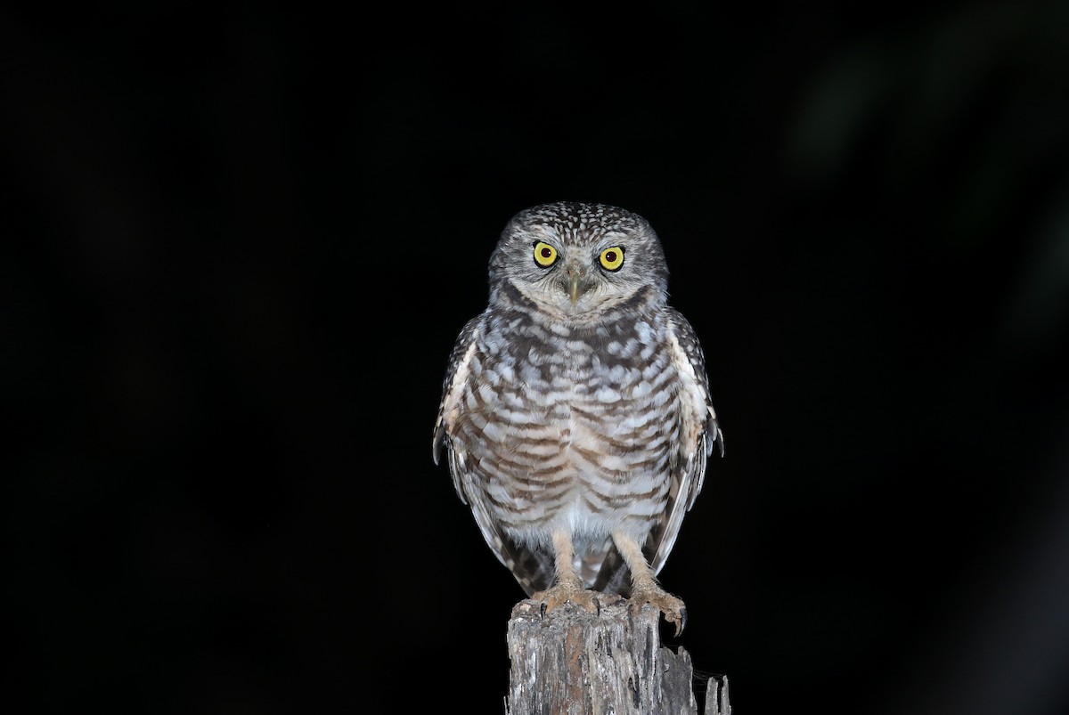 Burrowing Owl (guadeloupensis Group) - ML162004741