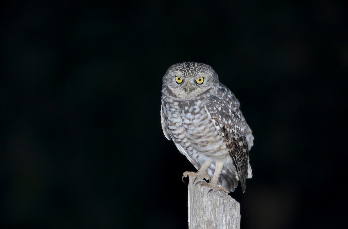 Burrowing Owl (guadeloupensis Group) - ML162004751