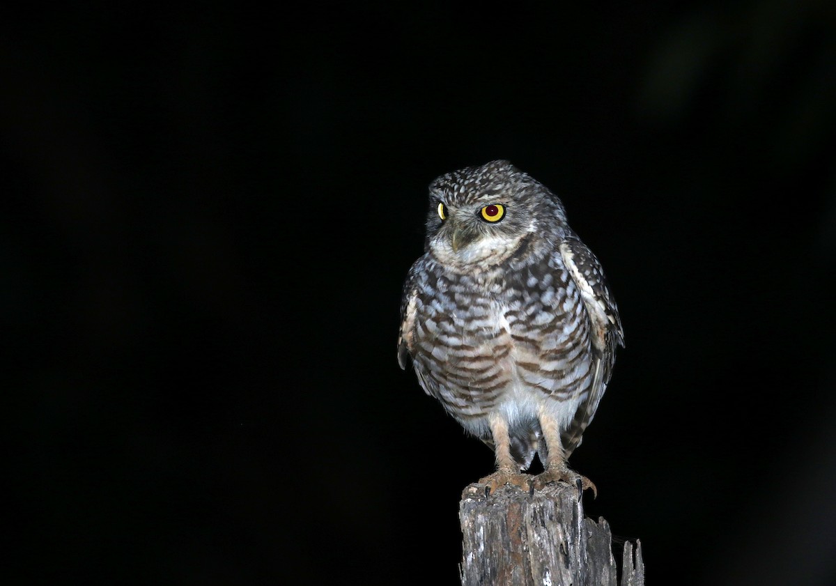 Burrowing Owl (guadeloupensis Group) - ML162004761