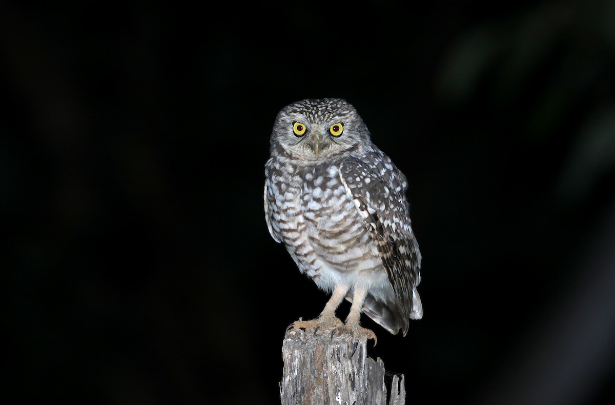 Burrowing Owl (guadeloupensis Group) - ML162004771