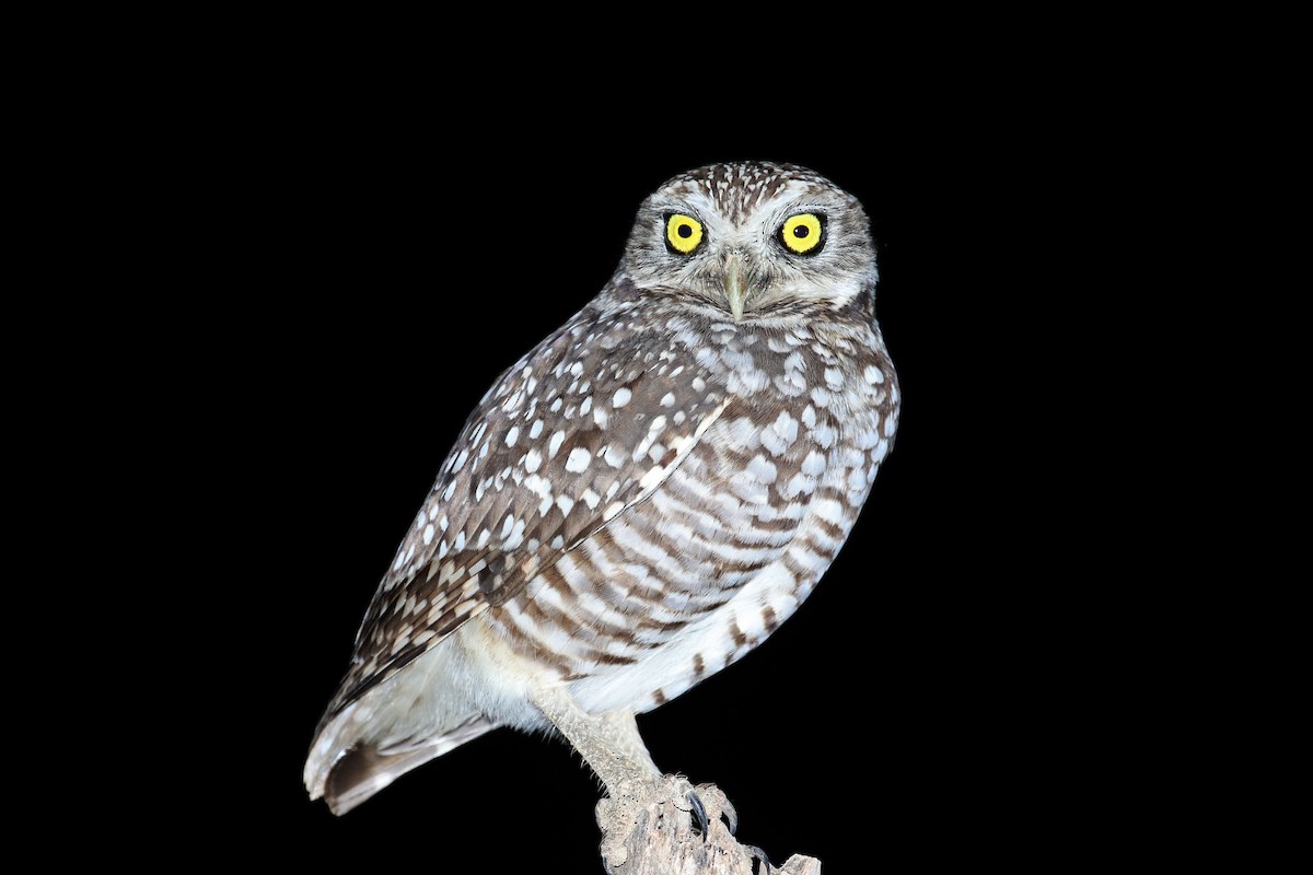 Burrowing Owl (guadeloupensis Group) - ML162004861
